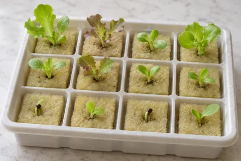 Young seedlings with seed leaves and true leaves in a tray of growing plugs; AI illustration